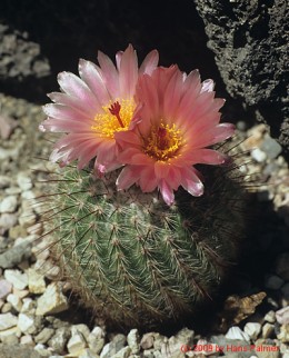 Notocactus cv. scopa